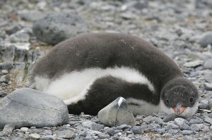 gentoo chick.jpg